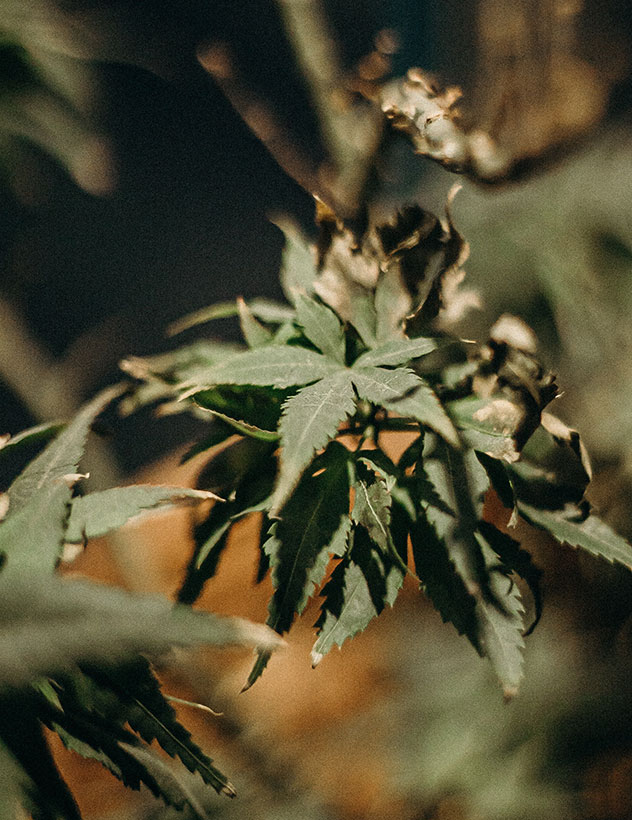 Cannabis Plant Cannabis Plant